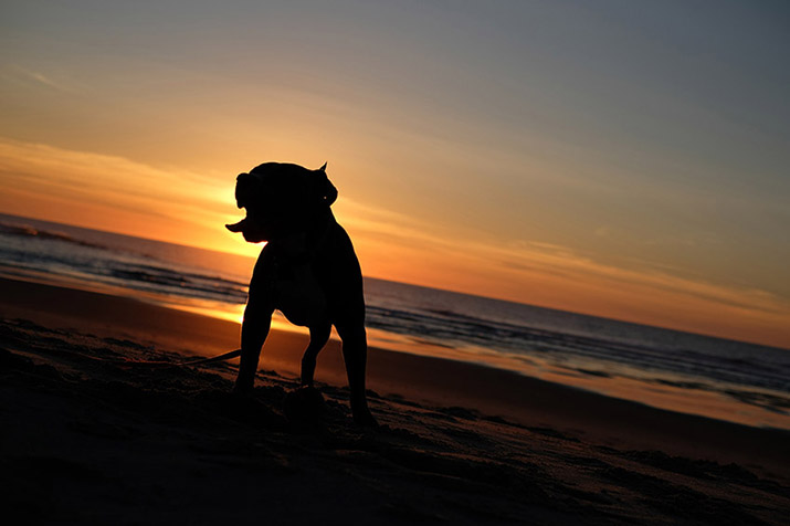 álló staffi kutya körvonala a tengerparton naplementekor