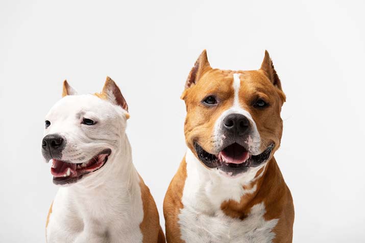 két amerikai staffordshire terrier kutya vágott füllel
